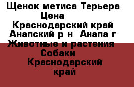 Щенок метиса Терьера › Цена ­ 100 - Краснодарский край, Анапский р-н, Анапа г. Животные и растения » Собаки   . Краснодарский край